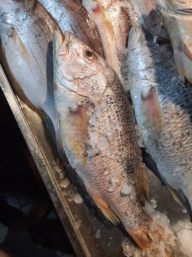 Fresh Catch Display